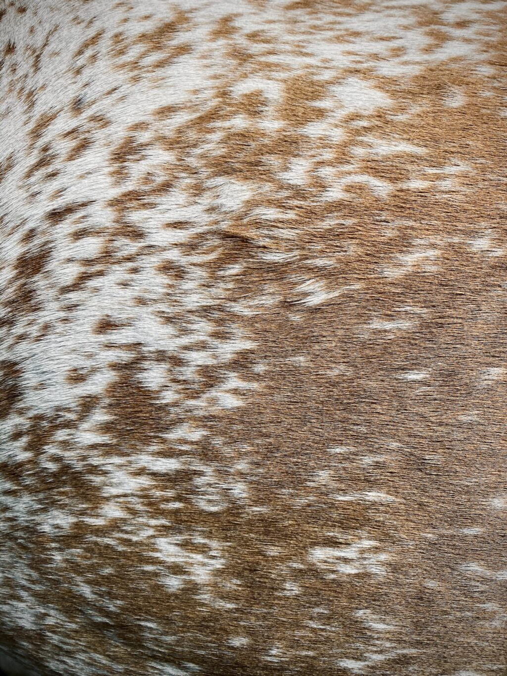 arno senoner Hpp1jpH9PFc unsplash